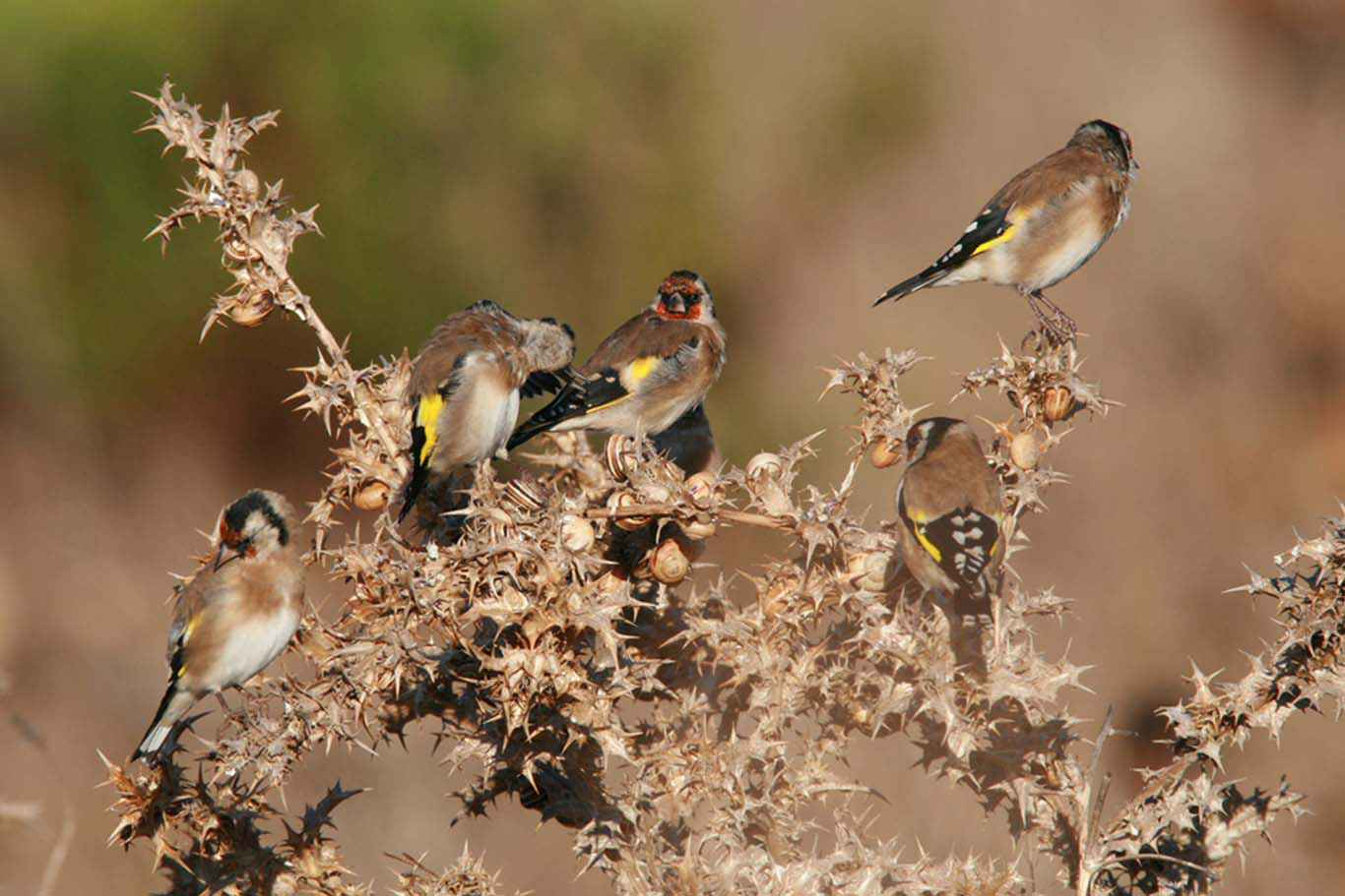 Aves de Évora →